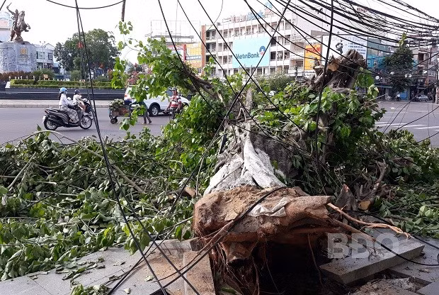 Cây bồ đề bật gốc, ngã đổ xuống đường.