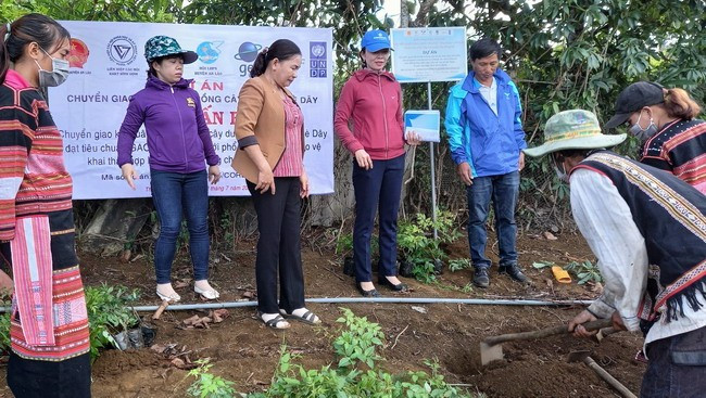 Cây dược liệu được xác định là cây trồng chủ lực ưu tiên phát triển của huyện An Lão. - Trong ảnh: Hướng dẫn nông dân trồng cây chè dây. Ảnh: Hội LHPN huyện An Lão cung cấp Cây dược liệu được xác định là cây trồng chủ lực ưu tiên phát triển của huyện An Lão. - Trong ảnh: Hướng dẫn nông dân trồng cây chè dây. Ảnh: Hội LHPN huyện An Lão cung cấp