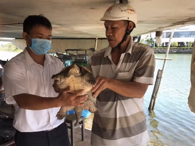 Rùa cá sấu có nguồn gốc châu Mỹ được phát hiện trên đầm Thị Nại vào tháng 5.2021. Ảnh: ÁI TRINH