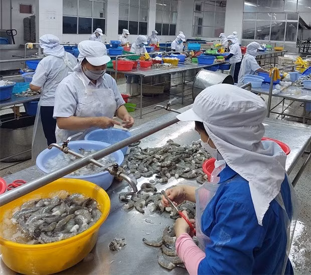 Chế biến tôm xuất khẩu tại Công ty CP Đông lạnh Quy Nhơn. Ảnh: HẢI YẾN Chế biến tôm xuất khẩu tại Công ty CP Đông lạnh Quy Nhơn. Ảnh: HẢI YẾN