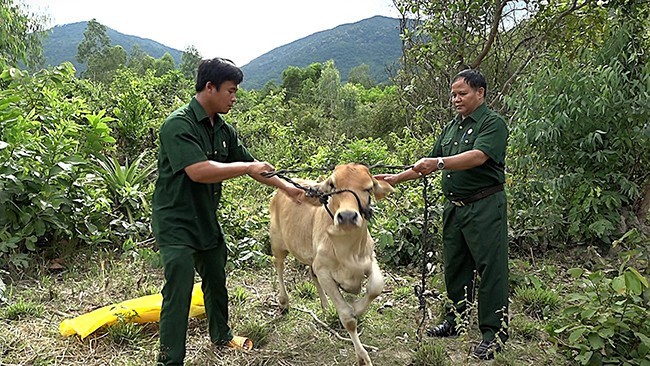 Ông Đinh Tân, Chủ tịch Hội CCB huyện Vĩnh Thạnh trao bò cho anh Lê Minh Tuyến. Ảnh: Xuân Dũng Ông Đinh Tân, Chủ tịch Hội CCB huyện Vĩnh Thạnh trao bò cho anh Lê Minh Tuyến. Ảnh: Xuân Dũng
