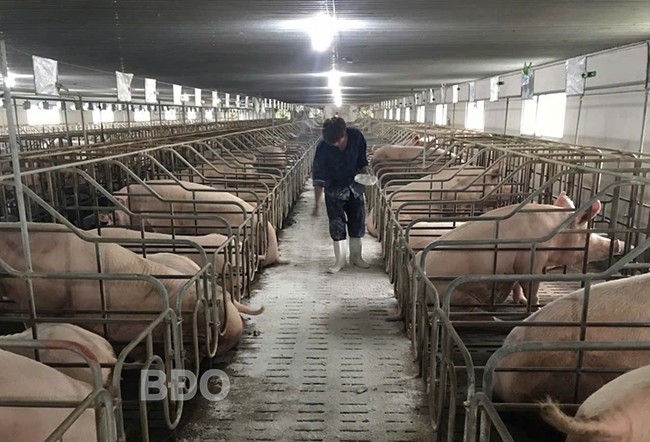 Người chăn nuôi ở huyện Hoài Ân đang tập trung tái đàn heo. Ảnh: T.LỢI Người chăn nuôi ở huyện Hoài Ân đang tập trung tái đàn heo. Ảnh: T.LỢI