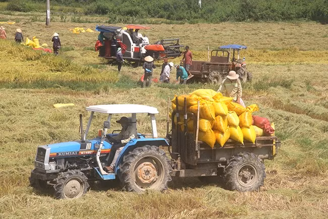 HTXNN Phước Hưng (Tuy Phước) liên kết với các DN sản xuất và tiêu thụ lúa giống đạt hiệu quả. Ảnh: T.SỸ HTXNN Phước Hưng (Tuy Phước) liên kết với các DN sản xuất và tiêu thụ lúa giống đạt hiệu quả. Ảnh: T.SỸ