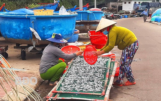 Phơi cá cơm. Ảnh: Xuân Thức Phơi cá cơm. Ảnh: Xuân Thức