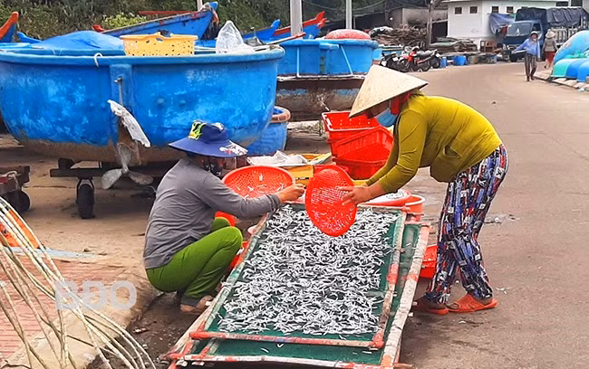 Phơi cá cơm. Ảnh: Xuân Thức Phơi cá cơm. Ảnh: Xuân Thức