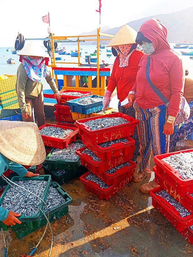 Thương lái mua cá cơm tại bến. Ảnh: Xuân Thức Thương lái mua cá cơm tại bến. Ảnh: Xuân Thức