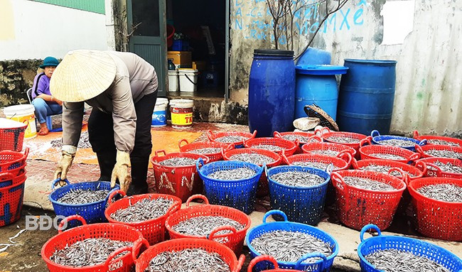 Cá cơm được một cơ sở mua chế biến nước mắm. Ảnh: Xuân Thức Cá cơm được một cơ sở mua chế biến nước mắm. Ảnh: Xuân Thức