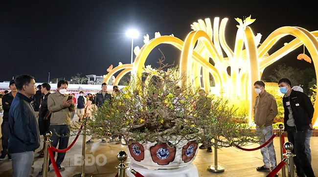 Người dân đến thưởng lãm những dáng mai độc đáo tại Lễ hội. Ảnh: K.VY