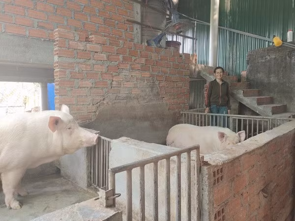 Hệ thống cầu thang trong chuồng để heo lên gác tránh lũ. Ảnh: DTD