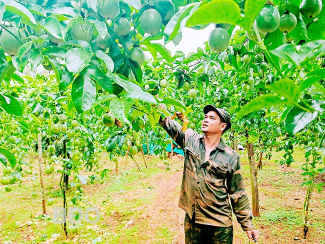 Ông Đinh Văn Mừng đang hái chanh dây. Ảnh: H.THU Ông Đinh Văn Mừng đang hái chanh dây. Ảnh: H.THU