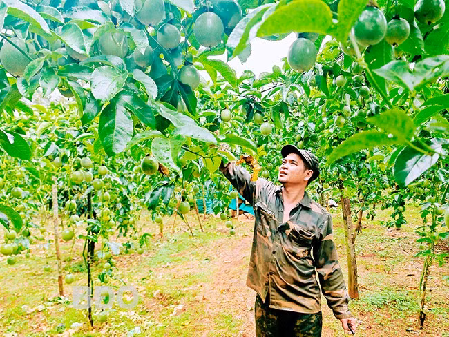 Ông Đinh Văn Mừng đang hái chanh dây. Ảnh: H.THU