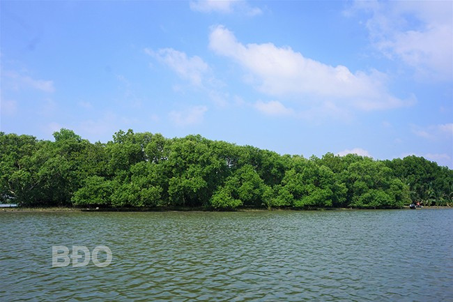 Một góc Cồn Chim xanh mướt trong nắng sớm. Ảnh: H.H Một góc Cồn Chim xanh mướt trong nắng sớm. Ảnh: H.H