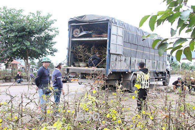 Anh Lưu Văn Mạnh (bên trái), thương lái ở TP Hải Phòng vào xã Nhơn An mua mai. Ảnh: TRỌNG LỢI