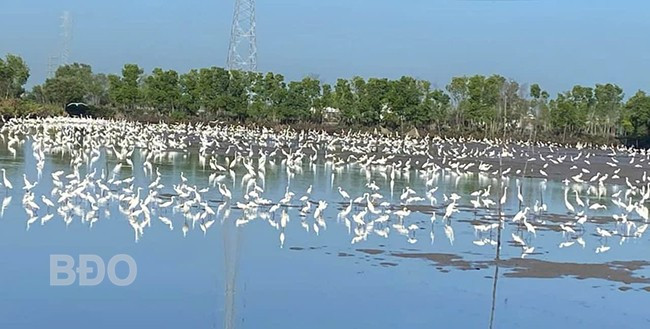 Đàn cò trắng lượn sát mặt nước để tìm kiếm thức ăn tại rừng ngập mặn Cồn Chim. Ảnh: H.H Đàn cò trắng lượn sát mặt nước để tìm kiếm thức ăn tại rừng ngập mặn Cồn Chim. Ảnh: H.H