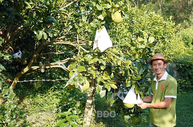 Một mô hình trồng bưởi da xanh ở thôn Tăng Lợi, xã Canh Vinh mang lại hiệu quả cao. Ảnh: N.H