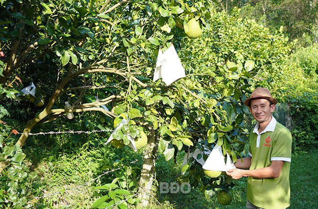 Một mô hình trồng bưởi da xanh ở thôn Tăng Lợi, xã Canh Vinh mang lại hiệu quả cao. Ảnh: N.H