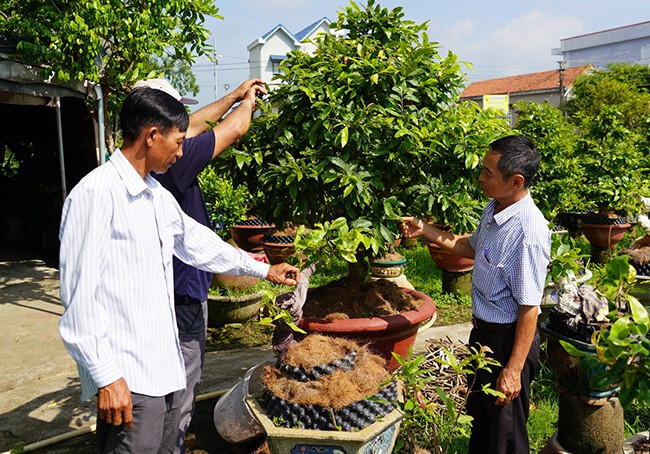 Ông Phong (phải) đang trao đổi kỹ thuật chăm sóc cây mai kiểng cho hội viên nông dân địa phương. Ảnh: N.Q Ông Phong (phải) đang trao đổi kỹ thuật chăm sóc cây mai kiểng cho hội viên nông dân địa phương. Ảnh: N.Q