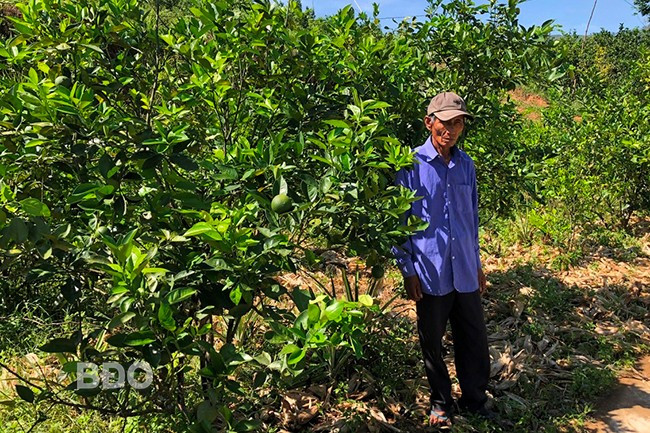 Ông Nguyễn Thanh Ưng chăm sóc vườn cam của gia đình. Ảnh: MINH KHOA
