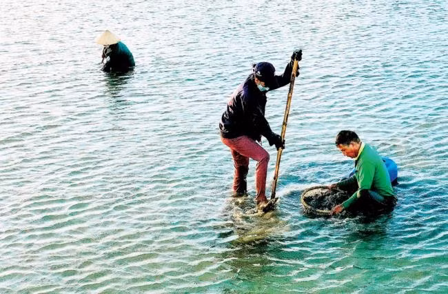 Người dân dùng xẻng để đào những con phễnh đang sống dưới lớp bùn. Mỗi buổi chiều một người đào phễnh có thu nhập 100 - 200 nghìn đồng.