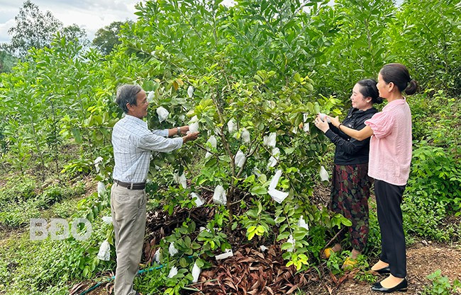 Mô hình trồng xen canh ổi lê Đài Loan và bưởi da xanh của gia đình chị Nguyễn Thị Thơm (ở thôn An Thường 1, xã Ân Thạnh) cho hiệu quả kinh tế cao. Ảnh: D.Đ