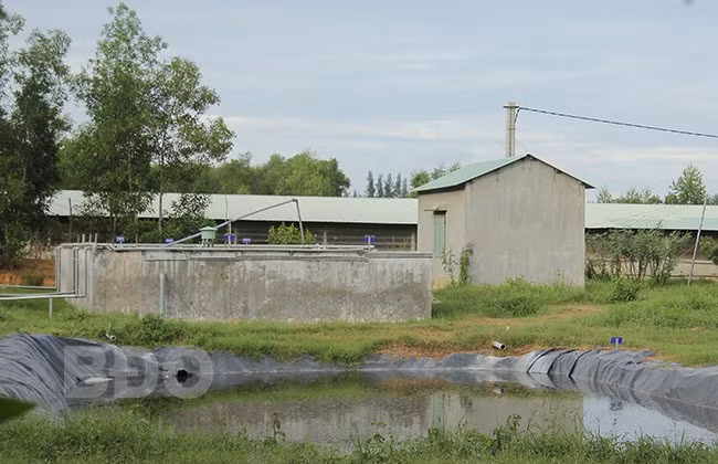 Nhiều năm qua, hoạt động chăn nuôi heo ở Khu chăn nuôi tập trung của xã Nhơn Tân (TX An Nhơn) đã gây ô nhiễm môi trường tại địa phương. - Trong ảnh: Khu xử lý nước thải của một cơ sở chăn nuôi heo ở Khu chăn nuôi tập trung của xã Nhơn Tân. Ảnh: H.P