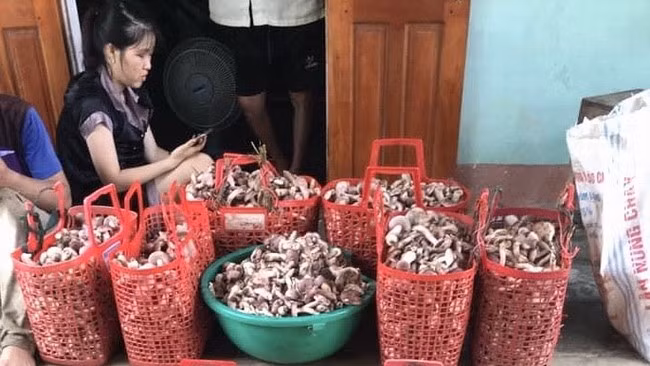 Hơn 1 tạ nấm keo gia đình chị Vinh nhổ được trong sáng 10.9. Ảnh: BẢO NGÂN