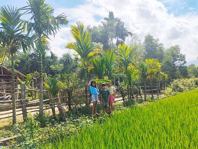 Mô hình ruộng lúa, bờ cau làm đẹp đồng ruộng, giảm sâu bệnh cho cây trồng, mang lại nguồn thu nhập khá cho người dân ở An Lão. Ảnh: D. DIỆU