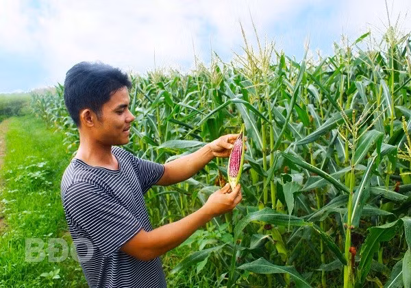 Anh Trịnh Hưng Công, chủ Yuuki Farm, giới thiệu khách tham quan khu trồng bắp nữ hoàng.