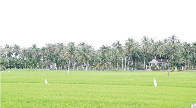 Cây dừa được trồng ở nhiều nơi trên địa bàn Hoài Nhơn. Ảnh: T. LỢI