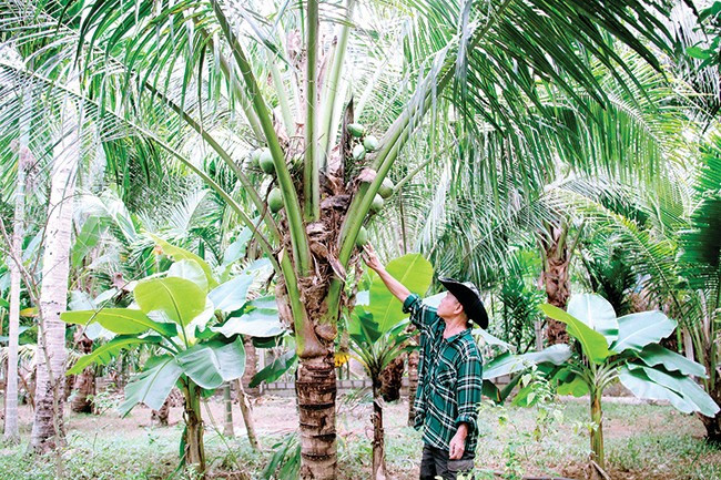 Ông Phan Đông Ri chăm sóc cây dừa. Ảnh: T. LỢI