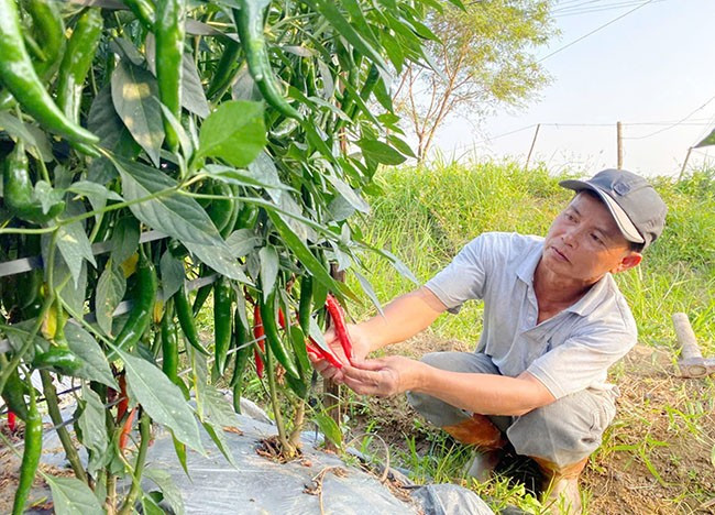 Anh Ngô Văn Tuấn ở xã Mỹ Quang đang thu hoạch ớt. Ảnh: VĂN TỐ Anh Ngô Văn Tuấn ở xã Mỹ Quang đang thu hoạch ớt. Ảnh: VĂN TỐ