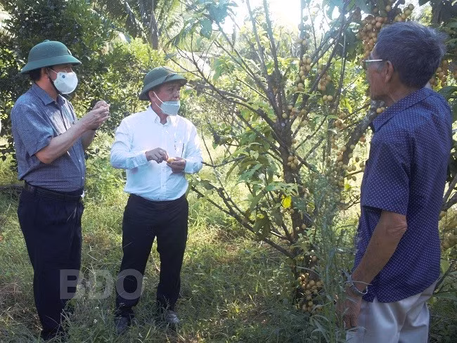 Lãnh đạo tỉnh và huyện Hoài Ân kiểm tra một mô hình trồng cây ăn trái theo hướng kết hợp du lịch trên địa bàn huyện. Ảnh: THU DỊU