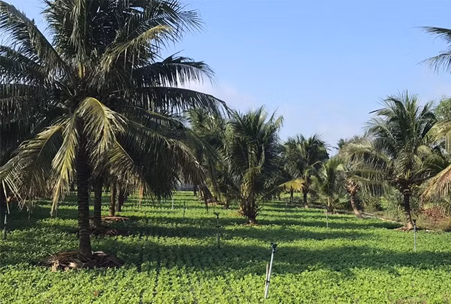 Trồng dừa xiêm kết hợp đậu phụng nâng cao thu nhập cho nhiều hộ dân. Ảnh: TRƯỜNG GIANG Trồng dừa xiêm kết hợp đậu phụng nâng cao thu nhập cho nhiều hộ dân. Ảnh: TRƯỜNG GIANG