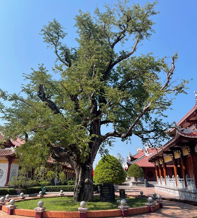 Cây me cổ thụ - chứng nhân tuổi thơ của ba anh em nhà Tây Sơn.