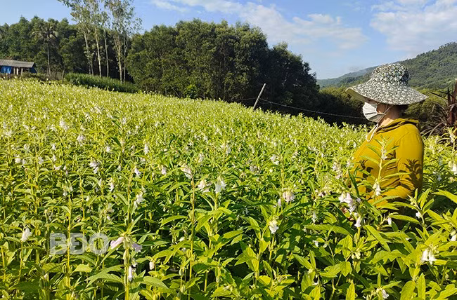 Nhờ chuyển đổi sang trồng mè trên đất lúa trong vụ Hè Thu, nông dân An Lão có thêm thu nhập ổn định. Ảnh: DIỆP THỊ DIỆU