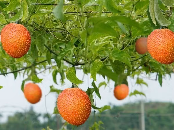 Quả gấc – loại quả dân dã của người Việt Nam.