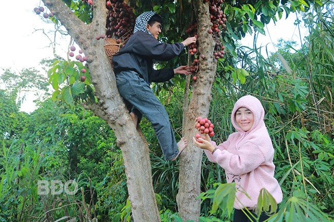 Chị Võ Minh Mơ trực tiếp theo người dân vào rừng chọn hái những quả dâu đẹp, to để bán cho khách hàng. Ảnh: TÀI NGÂN