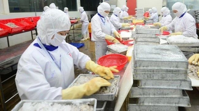 Chế biến thủy sản xuất khẩu ở Công ty CP Thủy sản Cafatex ( Hậu Giang). (Ảnh: TRẦN TUẤN)