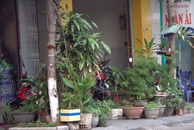 Tại nhà số 8 Lý Thái Tổ, người dân đặt vô số chậu cây kiểng, chậu hoa bịt kín lối đi trên vỉa hè. Ảnh: THẢO VY Tại nhà số 8 Lý Thái Tổ, người dân đặt vô số chậu cây kiểng, chậu hoa bịt kín lối đi trên vỉa hè. Ảnh: THẢO VY