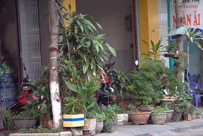 Tại nhà số 8 Lý Thái Tổ, người dân đặt vô số chậu cây kiểng, chậu hoa bịt kín lối đi trên vỉa hè. Ảnh: THẢO VY