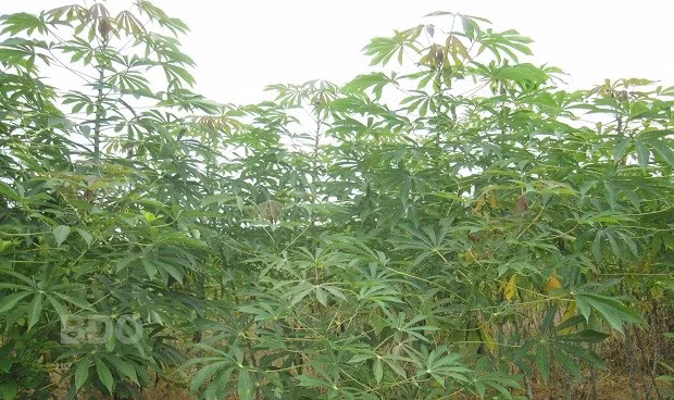 Cây mì được người dân trồng ở thị trấn Vân Canh.