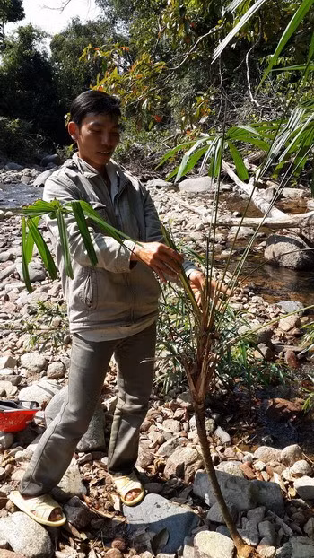 Anh Trần Văn Chấn đang rút lấy đọt cây lá vặn.