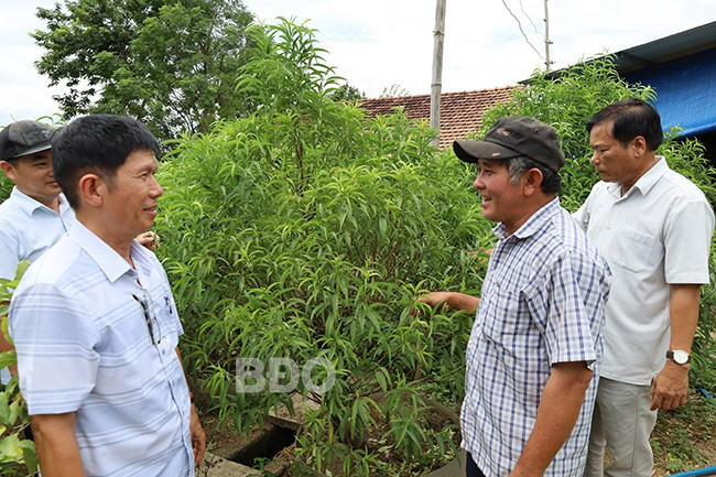 Từ đầu tháng 10 âm lịch, khách hàng đã tìm đến vườn nhà ông Tạo đặt mua đào. Ảnh: MINH KHOA Từ đầu tháng 10 âm lịch, khách hàng đã tìm đến vườn nhà ông Tạo đặt mua đào. Ảnh: MINH KHOA