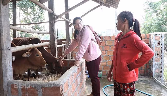 Bà Nguyễn Thị Hiệp, Tổ trưởng tổ cộng đồng thực hiện dự án hỗ trợ bò sinh sản ở xã Phước Nghĩa (bên trái), kiểm tra, hướng dẫn bà Lê Thị Mỹ Phượng, ở thôn Thọ Nghĩa, xã Phước Nghĩa chăm sóc, theo dõi bò trong giai đoạn mang thai. Ảnh: M.MIÊN