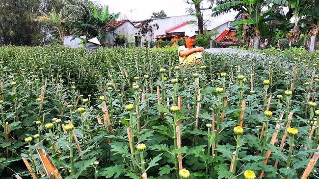 Chăm hoa chuẩn bị giao cho khách trước 25 tháng Chạp.