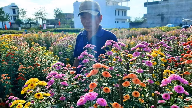 Hoa cúc phối nhiều màu có giá 400 nghìn đồng/chậu.