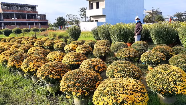 Hoa cúc mâm xôi có giá từ 230 - 300 nghìn đồng/chậu