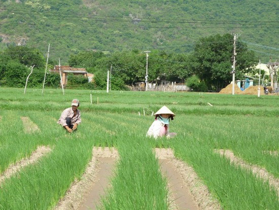 Nông dân Cát Hải chăm sóc hành, một trong các loại cây trồng chủ lực cho hiệu quả kinh tế cao của địa phương. Nông dân Cát Hải chăm sóc hành, một trong các loại cây trồng chủ lực cho hiệu quả kinh tế cao của địa phương.
