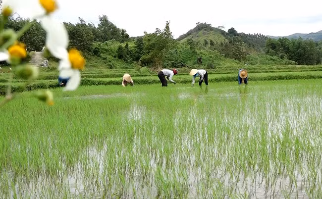 Sáng 30 tết, nhiều nông dân ở làng Tà Lét, xã Vĩnh Hiệp vẫn ra đồng chăm sóc lúa Đông Xuân để dành thời gian vui Tết. Sáng 30 tết, nhiều nông dân ở làng Tà Lét, xã Vĩnh Hiệp vẫn ra đồng chăm sóc lúa Đông Xuân để dành thời gian vui Tết.