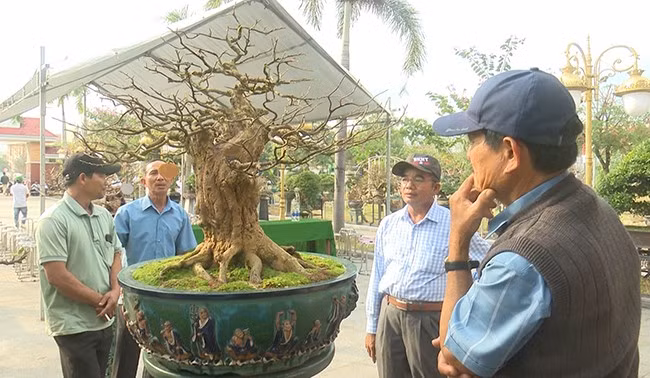 Triển lãm mai vàng thu hút nhiều người đến xem. Triển lãm mai vàng thu hút nhiều người đến xem.